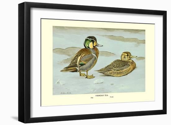 Formosan Teal-Louis Agassiz Fuertes-Framed Art Print