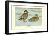 Formosan Teal-Louis Agassiz Fuertes-Framed Art Print