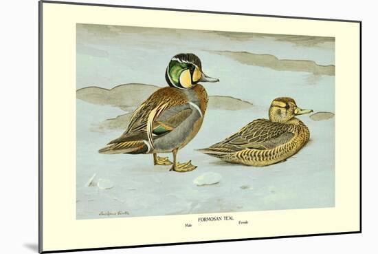 Formosan Teal-Louis Agassiz Fuertes-Mounted Art Print