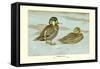 Formosan Teal-Louis Agassiz Fuertes-Framed Stretched Canvas