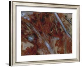 Fornax-Jason Jade-Framed Giclee Print