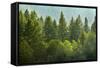 Forrest of Green Pine Trees on Mountainside with Rain-eric1513-Framed Stretched Canvas