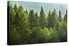 Forrest of Green Pine Trees on Mountainside with Rain-eric1513-Stretched Canvas