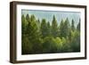 Forrest of Green Pine Trees on Mountainside with Rain-eric1513-Framed Photographic Print