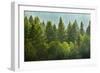 Forrest of Green Pine Trees on Mountainside with Rain-eric1513-Framed Photographic Print