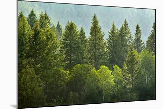 Forrest of Green Pine Trees on Mountainside with Rain-eric1513-Mounted Photographic Print