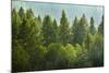 Forrest of Green Pine Trees on Mountainside with Rain-eric1513-Mounted Photographic Print