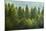 Forrest of Green Pine Trees on Mountainside with Rain-eric1513-Mounted Photographic Print