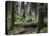 Forrest-J.D. Mcfarlan-Stretched Canvas