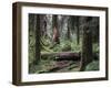 Forrest-J.D. Mcfarlan-Framed Photographic Print