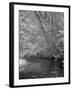 Forrest-J.D. Mcfarlan-Framed Photographic Print