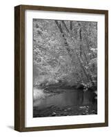 Forrest-J.D. Mcfarlan-Framed Photographic Print