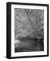 Forrest-J.D. Mcfarlan-Framed Photographic Print