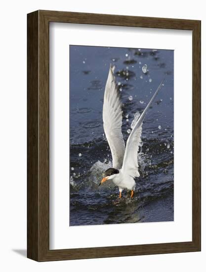 Forster's Tern Emerges from Underwater-Hal Beral-Framed Photographic Print