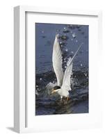 Forster's Tern Emerges from Underwater-Hal Beral-Framed Photographic Print