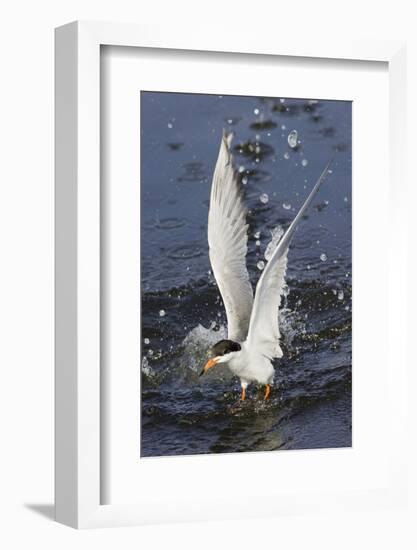 Forster's Tern Emerges from Underwater-Hal Beral-Framed Photographic Print