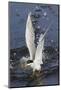 Forster's Tern Emerges from Underwater-Hal Beral-Mounted Photographic Print