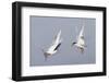 Forster's Tern in a Territorial Dispute-Hal Beral-Framed Photographic Print