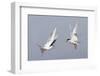 Forster's Tern in a Territorial Dispute-Hal Beral-Framed Photographic Print