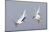 Forster's Tern in a Territorial Dispute-Hal Beral-Mounted Photographic Print