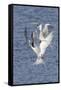 Forster's Terns Fight in Midair-Hal Beral-Framed Stretched Canvas