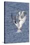 Forster's Terns Fight in Midair-Hal Beral-Stretched Canvas