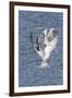 Forster's Terns Fight in Midair-Hal Beral-Framed Photographic Print