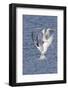 Forster's Terns Fight in Midair-Hal Beral-Framed Photographic Print