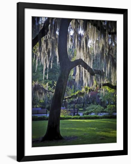 Forsyth Pk, Savannah-J.D. Mcfarlan-Framed Photographic Print