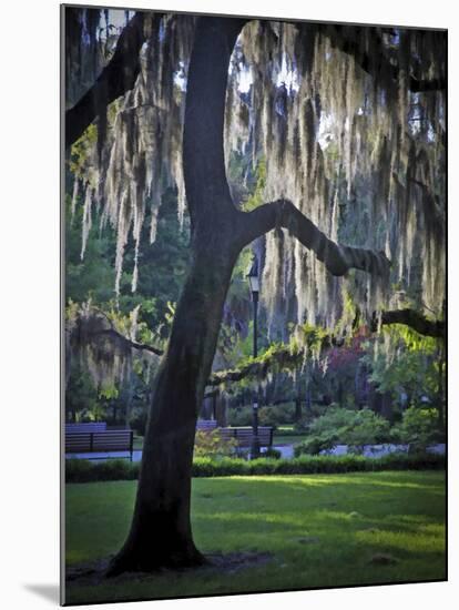 Forsyth Pk, Savannah-J.D. Mcfarlan-Mounted Photographic Print