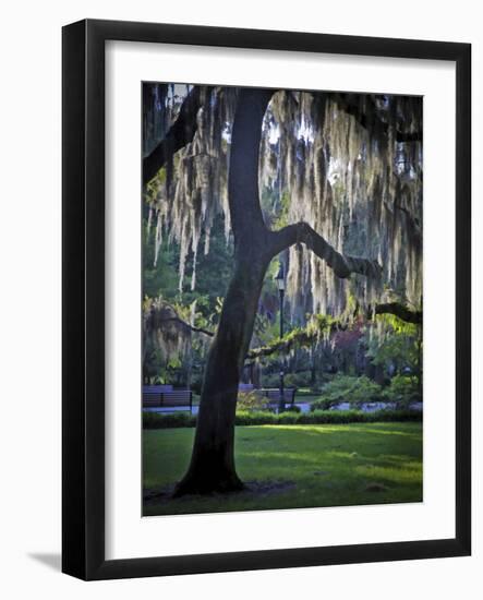 Forsyth Pk, Savannah-J.D. Mcfarlan-Framed Photographic Print