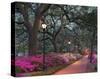 Forsythe Park-Winthrope Hiers-Stretched Canvas