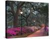 Forsythe Park-Winthrope Hiers-Stretched Canvas