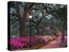 Forsythe Park-Winthrope Hiers-Stretched Canvas