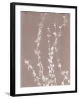 Forsythia in Grey-Sarah Cheyne-Framed Giclee Print