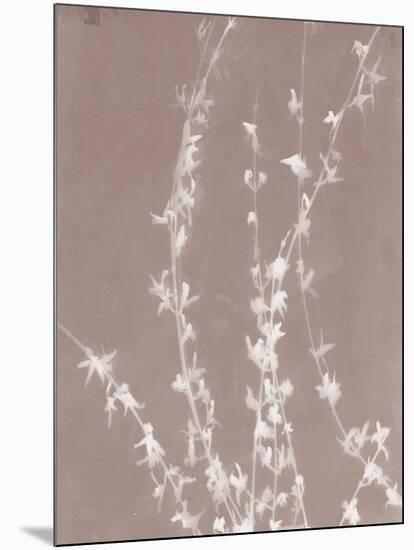 Forsythia in Grey-Sarah Cheyne-Mounted Giclee Print