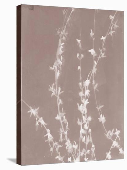 Forsythia in Grey-Sarah Cheyne-Stretched Canvas