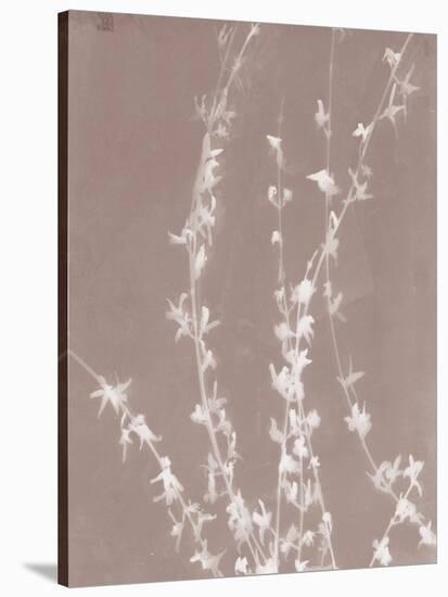 Forsythia in Grey-Sarah Cheyne-Stretched Canvas