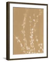 Forsythia-Sarah Cheyne-Framed Giclee Print