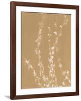 Forsythia-Sarah Cheyne-Framed Giclee Print