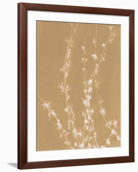 Forsythia-Sarah Cheyne-Framed Giclee Print