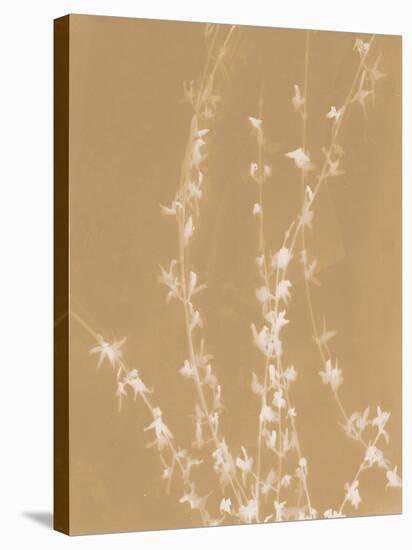 Forsythia-Sarah Cheyne-Stretched Canvas