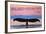 Fort Bragg, California - Whale Fluke and Sunset-Lantern Press-Framed Art Print