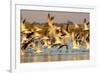 Fort De Soto Park, Pinellas County, St. Petersburg, Florida. A black skimmers blast off the beach.-Deborah Winchester-Framed Photographic Print