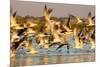 Fort De Soto Park, Pinellas County, St. Petersburg, Florida. A black skimmers blast off the beach.-Deborah Winchester-Mounted Photographic Print