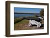 Fort Frederica Sentinels-Maarigard-Framed Photographic Print