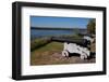 Fort Frederica Sentinels-Maarigard-Framed Photographic Print