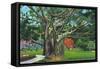Fort Myers, Florida - View of a Giant Banyan Tree, c.1948-Lantern Press-Framed Stretched Canvas