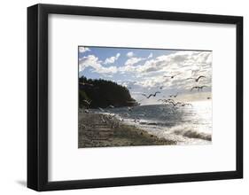 Fort Worden State Park, Post Townsend, Washington State. Flock of seagulls on the coast beach.-Jolly Sienda-Framed Photographic Print