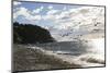 Fort Worden State Park, Post Townsend, Washington State. Flock of seagulls on the coast beach.-Jolly Sienda-Mounted Photographic Print